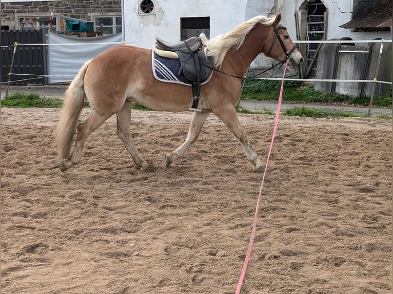 Haflinger Caballo castrado 4 años 152 cm Alazán in Morsbach