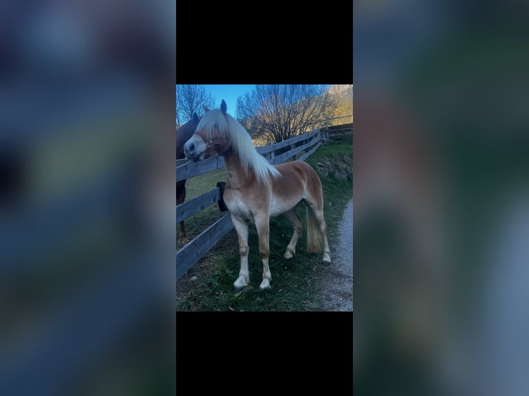 Haflinger Caballo castrado 4 años 152 cm Alazán in Sarntal