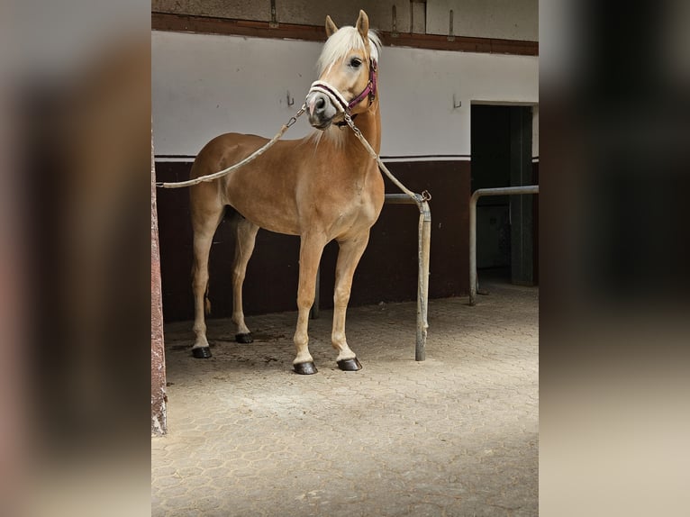 Haflinger Caballo castrado 4 años 152 cm Palomino in Neuhof an der Zenn