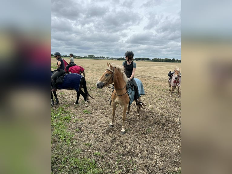 Haflinger Caballo castrado 4 años 152 cm Palomino in Maldegem