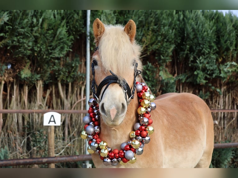 Haflinger Caballo castrado 4 años 153 cm  in WegbergWegberg