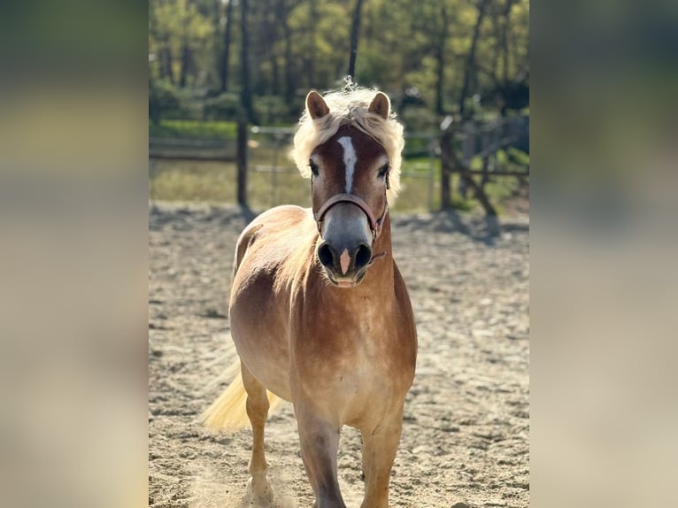 Haflinger Caballo castrado 4 años 153 cm  in WegbergWegberg