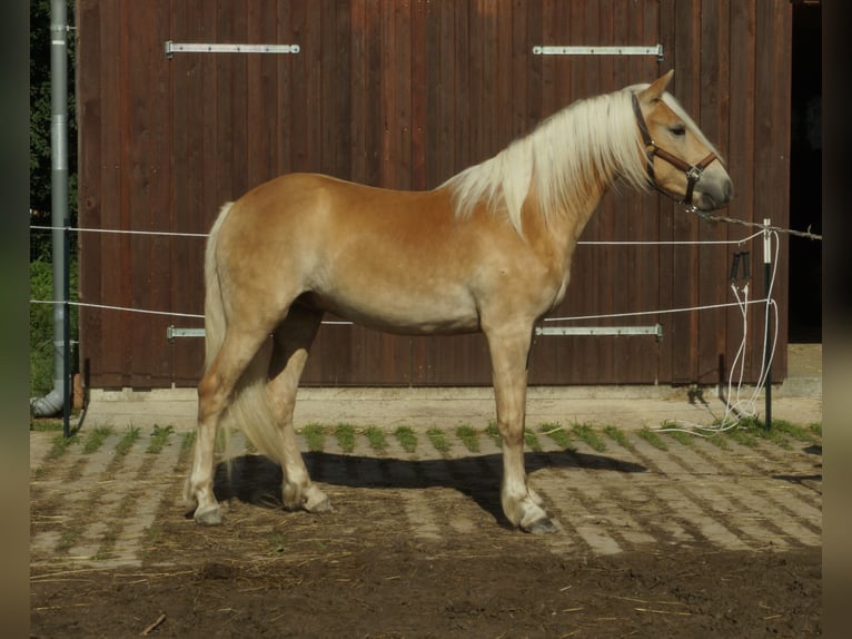 Haflinger Caballo castrado 4 años 153 cm Palomino in Wackerow