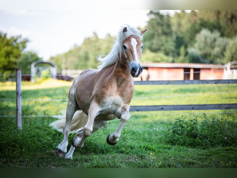 Haflinger Caballo castrado 4 años 154 cm Alazán in Lind ob Velden