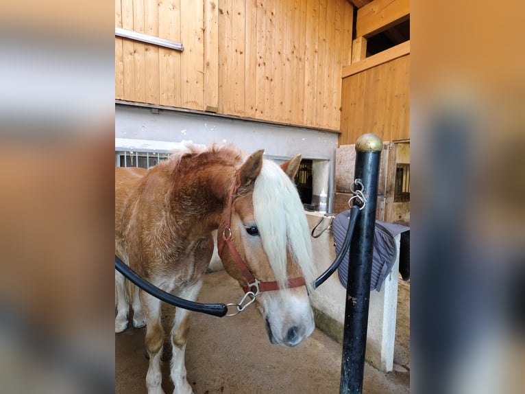 Haflinger Caballo castrado 4 años 154 cm Alazán in Obertrum am See