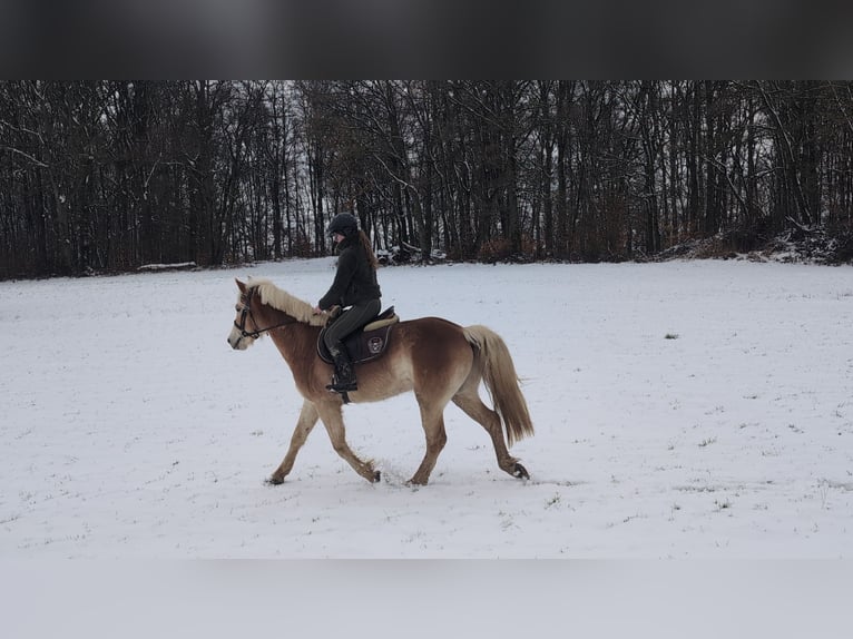 Haflinger Caballo castrado 4 años 154 cm Alazán rojizo in Morsbach