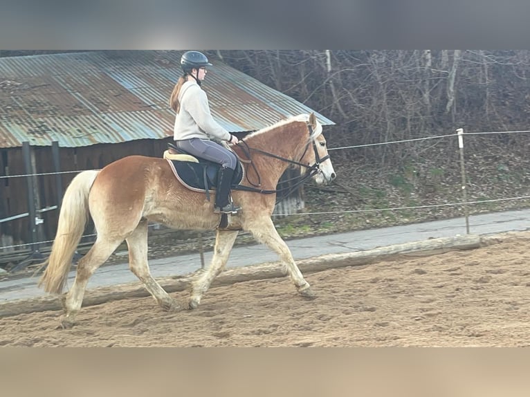 Haflinger Caballo castrado 4 años 154 cm Alazán rojizo in Morsbach