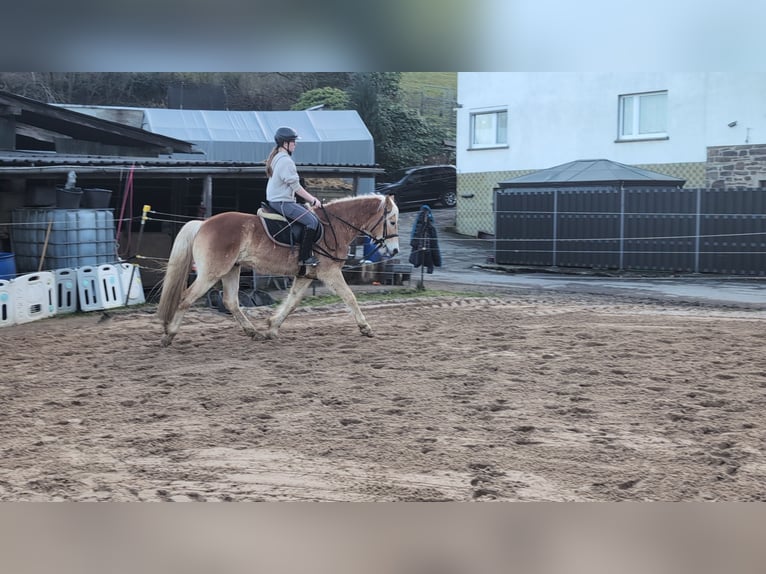 Haflinger Caballo castrado 4 años 154 cm Alazán rojizo in Morsbach
