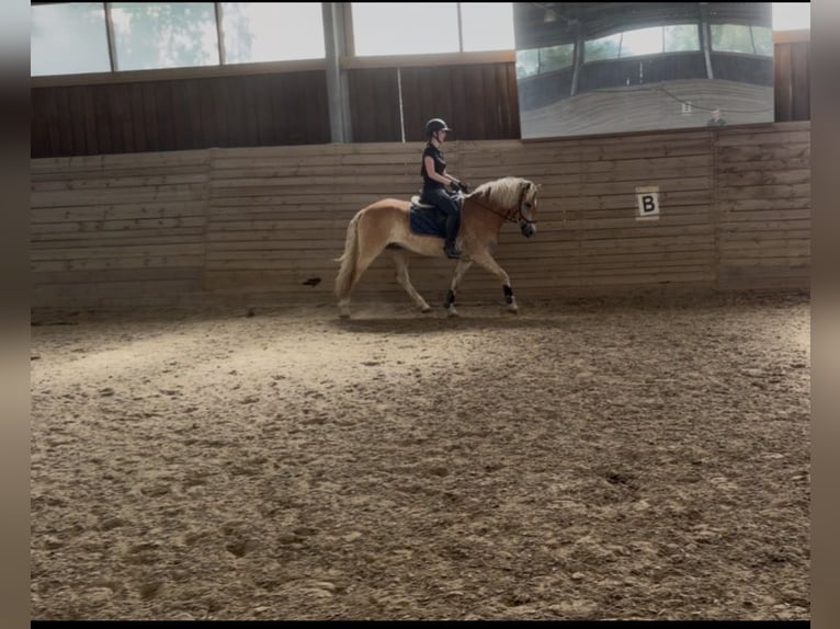 Haflinger Caballo castrado 4 años 155 cm Alazán in Mühlfeld