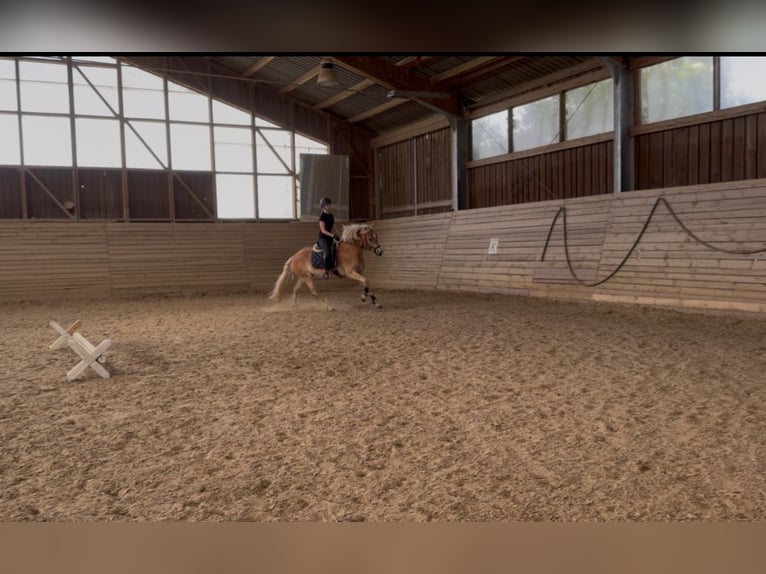 Haflinger Caballo castrado 4 años 155 cm Alazán in Mühlfeld