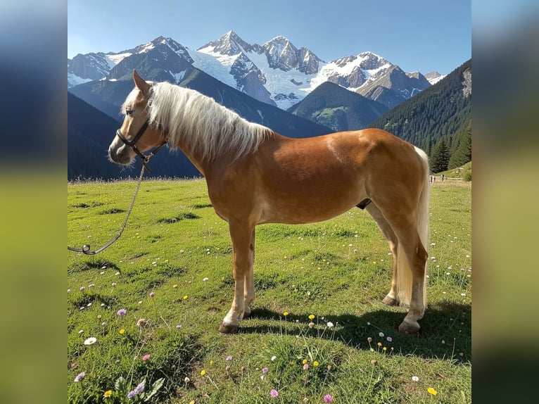Haflinger Caballo castrado 4 años 155 cm Alazán in Mainbernheim
