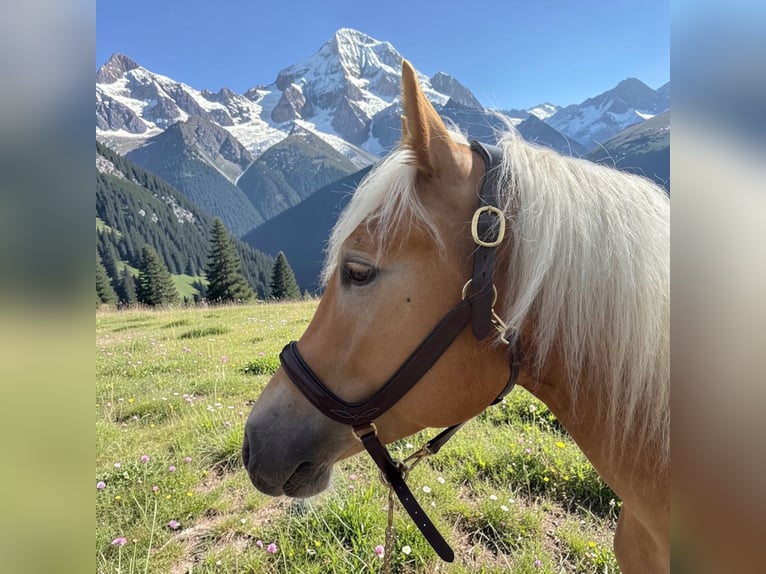 Haflinger Caballo castrado 4 años 155 cm Alazán in Mainbernheim