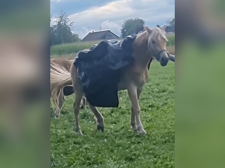 Haflinger Caballo castrado 4 años 157 cm Alazán in Langerringen