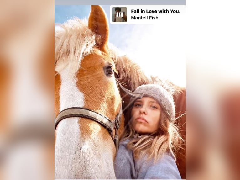 Haflinger Caballo castrado 4 años 157 cm Alazán rojizo in Mindelheim