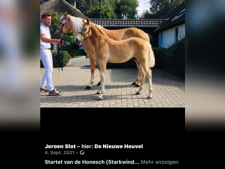 Haflinger Caballo castrado 4 años 157 cm Alazán rojizo in Mindelheim