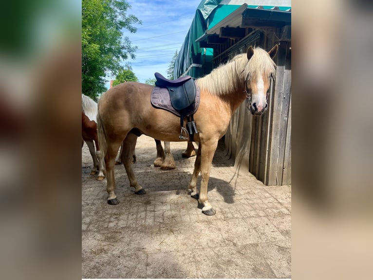 Haflinger Caballo castrado 4 años 157 cm Alazán rojizo in Mindelheim