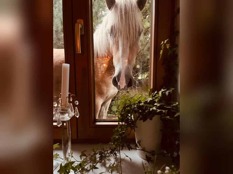 Haflinger Caballo castrado 4 años 157 cm Alazán rojizo in Mindelheim