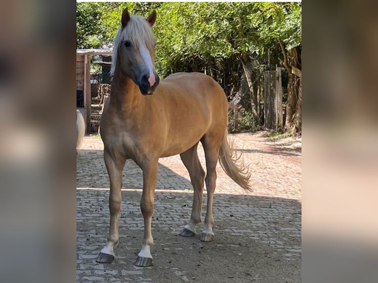 Haflinger Caballo castrado 4 años 157 cm Alazán rojizo in Mindelheim