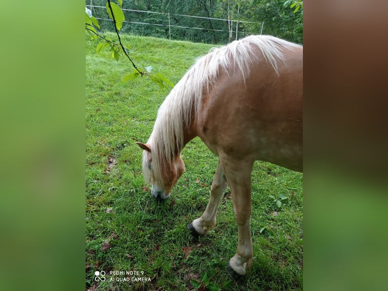 Haflinger Caballo castrado 4 años 158 cm Alazán in Gelnhausen