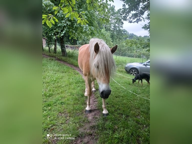 Haflinger Caballo castrado 4 años 158 cm Alazán in Gelnhausen