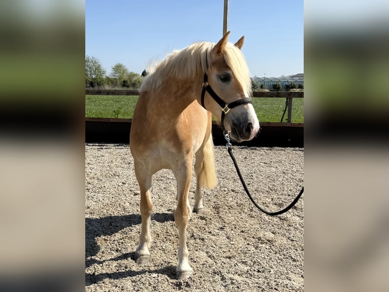 Haflinger Caballo castrado 4 años 158 cm  in Uden