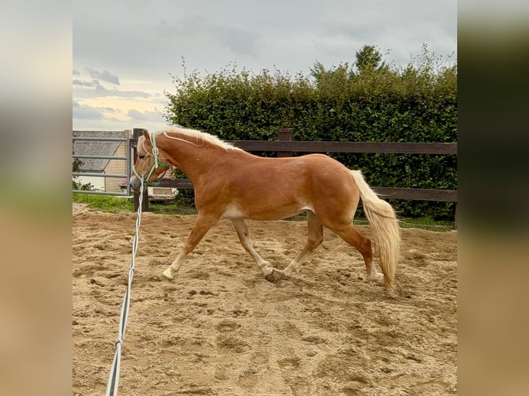 Haflinger Caballo castrado 4 años 160 cm Alazán in Daleiden