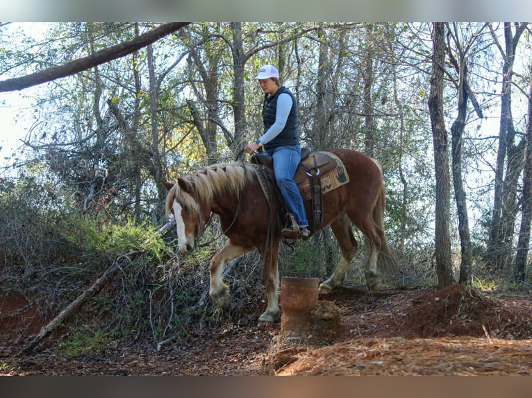 Haflinger Caballo castrado 4 años Alazán-tostado in RUsk TX