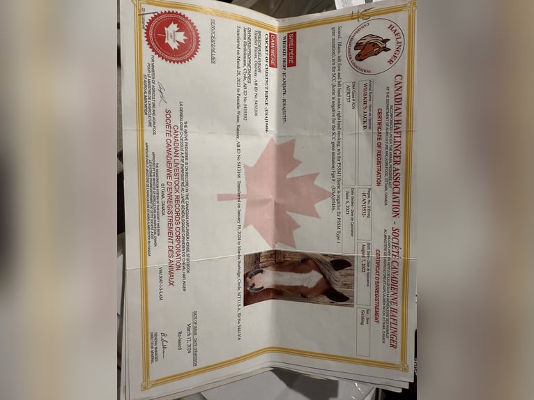 Haflinger Caballo castrado 4 años Alazán-tostado in RUsk TX