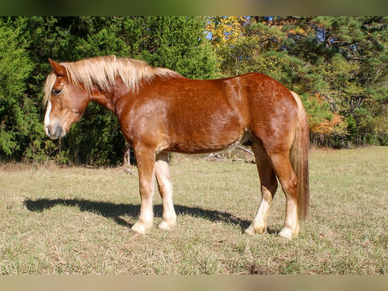 Haflinger Caballo castrado 4 años Alazán-tostado in RUsk TX