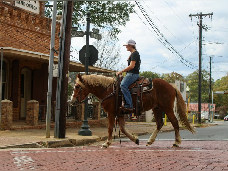 Haflinger Caballo castrado 4 años Alazán-tostado in RUsk TX
