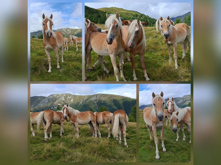 Haflinger Caballo castrado 4 años  in Murauumgebung