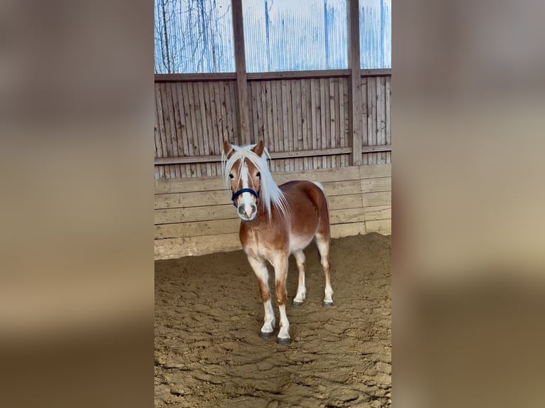 Haflinger Caballo castrado 4 años  in Bad Zwesten