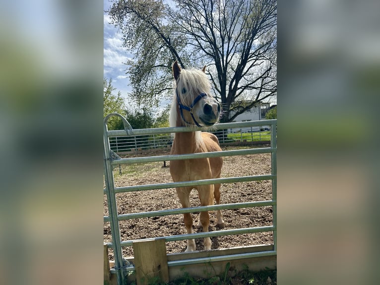 Haflinger Caballo castrado 4 años  in Bad Zwesten