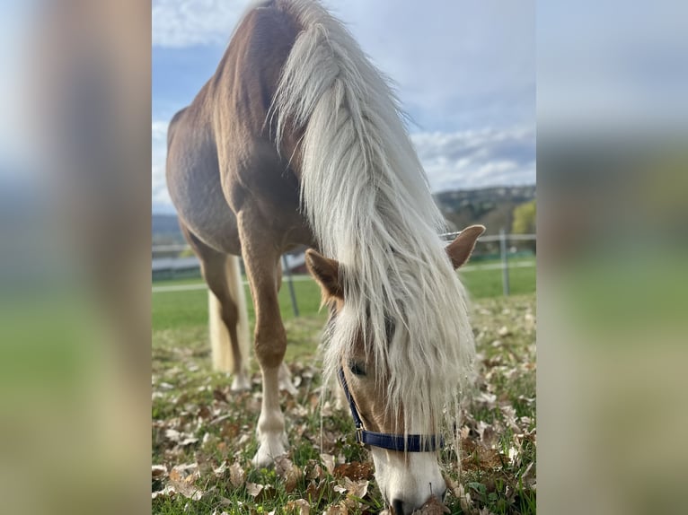 Haflinger Caballo castrado 4 años  in Bad Zwesten