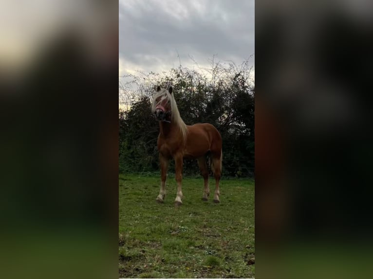 Haflinger Caballo castrado 5 años 143 cm Alazán in Niederzier