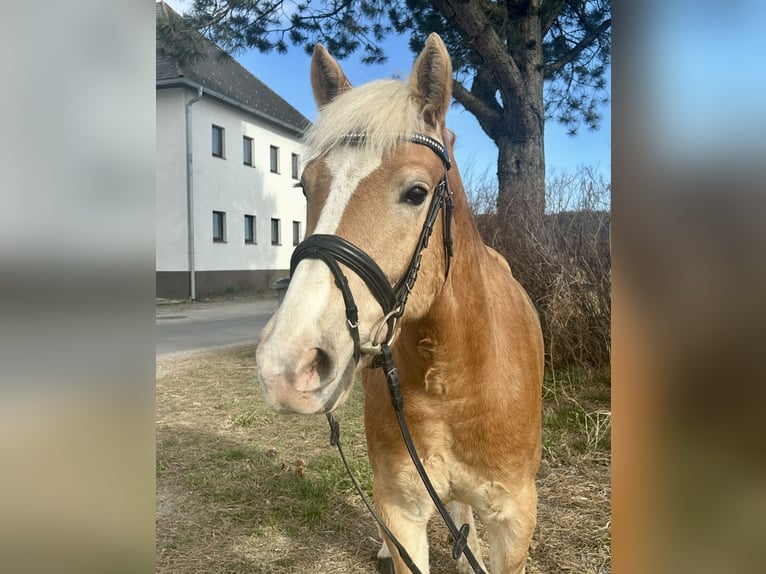 Haflinger Caballo castrado 5 años 143 cm Alazán in Hellmons&#xF6;dt