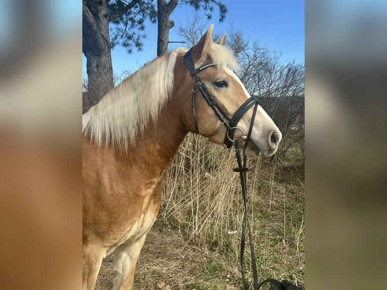 Haflinger Caballo castrado 5 años 143 cm Alazán in Hellmons&#xF6;dt