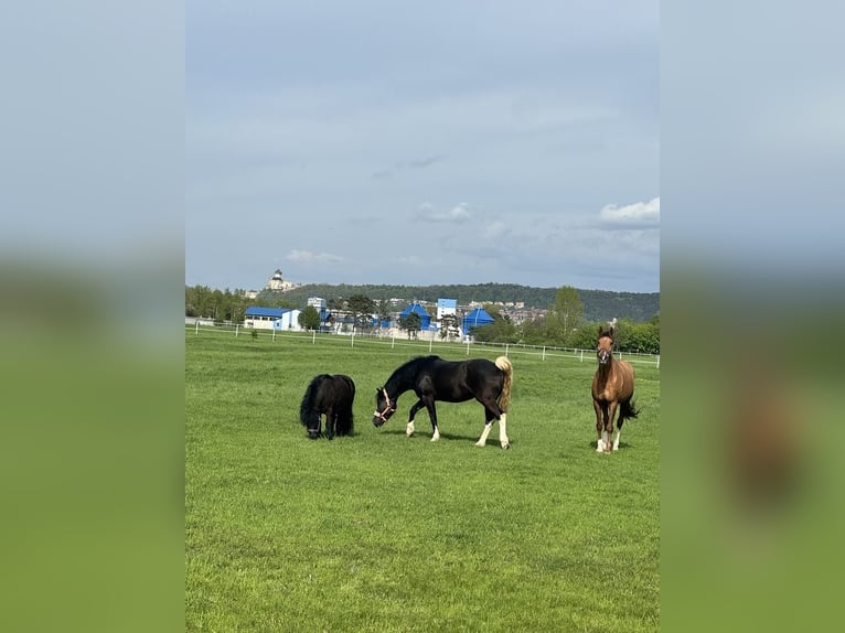 Haflinger Mestizo Caballo castrado 5 años 143 cm Negro in Trencin