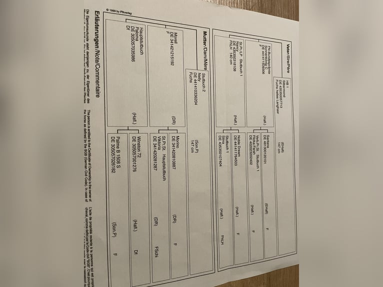 Haflinger Caballo castrado 5 años 144 cm Alazán in Garrel