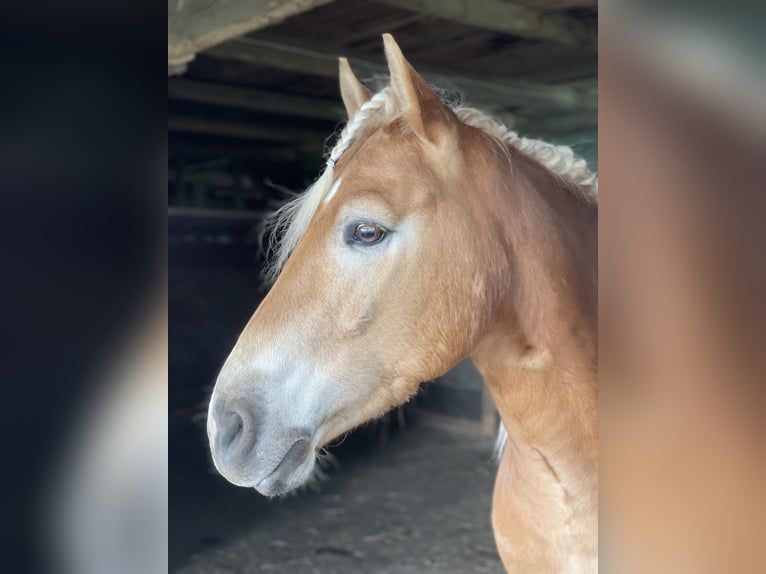 Haflinger Mestizo Caballo castrado 5 años 145 cm Alazán in Buchholz (Westerwald)Asbach