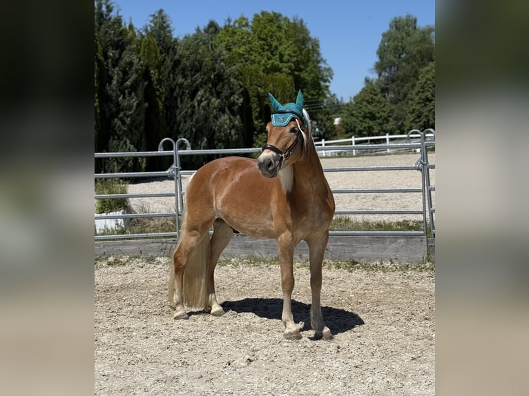 Haflinger Caballo castrado 5 años 145 cm Alazán in Weisslingen