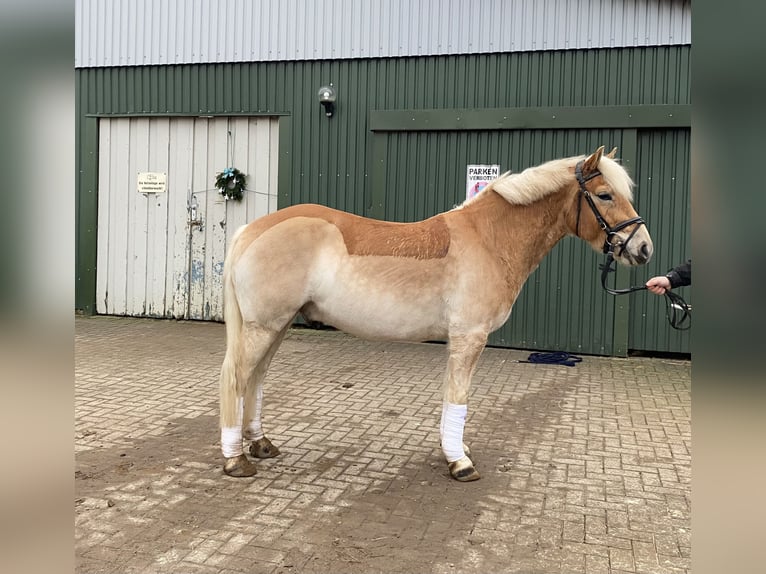 Haflinger Caballo castrado 5 años 145 cm Alazán in Stade