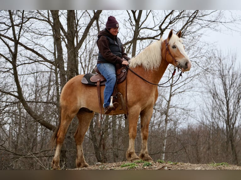 Haflinger Caballo castrado 5 años 145 cm Alazán-tostado in HOwell MI