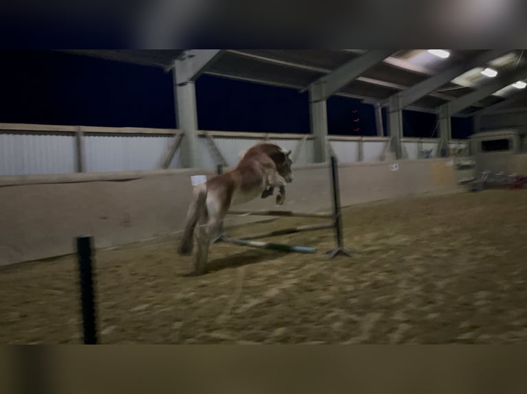 Haflinger Caballo castrado 5 años 146 cm Alazán in Recklinghausen