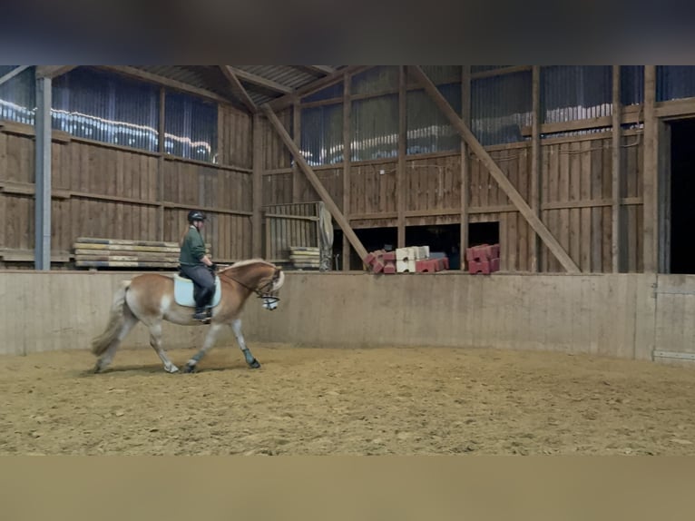 Haflinger Caballo castrado 5 años 146 cm Alazán in Recklinghausen