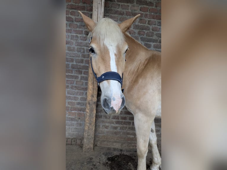 Haflinger Caballo castrado 5 años 146 cm Alazán in Schwerte