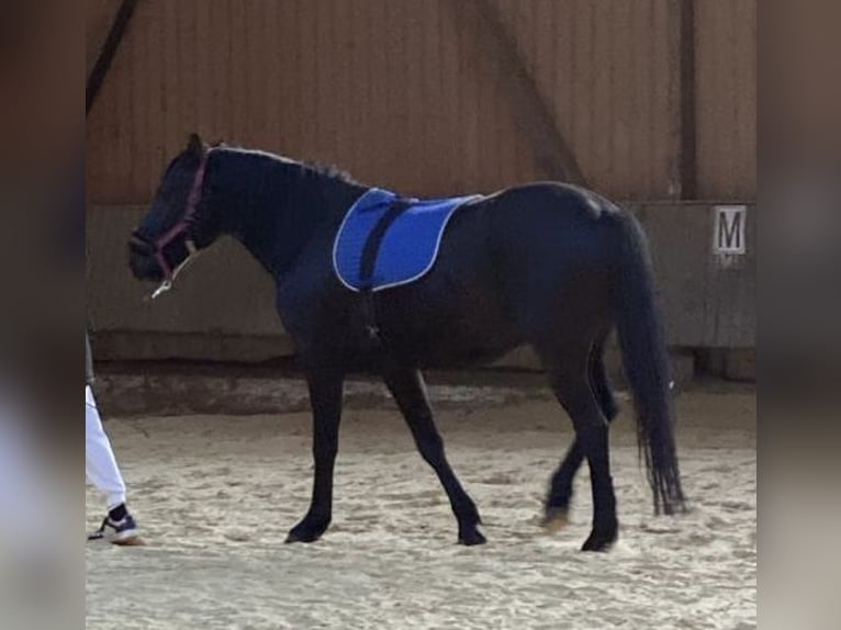 Haflinger Mestizo Caballo castrado 5 años 146 cm Negro in Herten