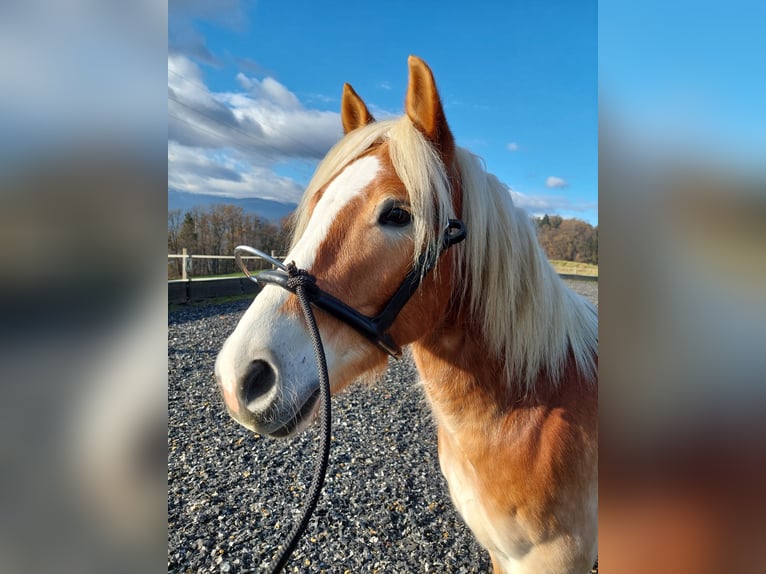 Haflinger Caballo castrado 5 años 147 cm in Wolfsberg