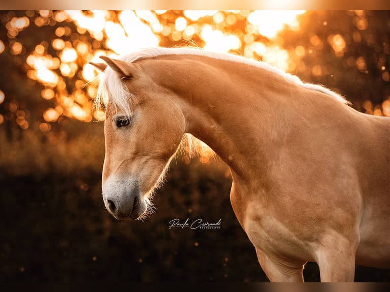 Haflinger Caballo castrado 5 años 147 cm Palomino in Hulsberg