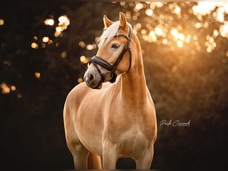 Haflinger Caballo castrado 5 años 147 cm Palomino in Hulsberg